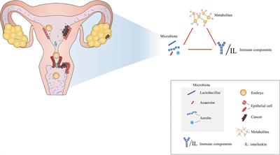 The Interaction Between Microorganisms, Metabolites, and Immune System in the Female Genital Tract Microenvironment